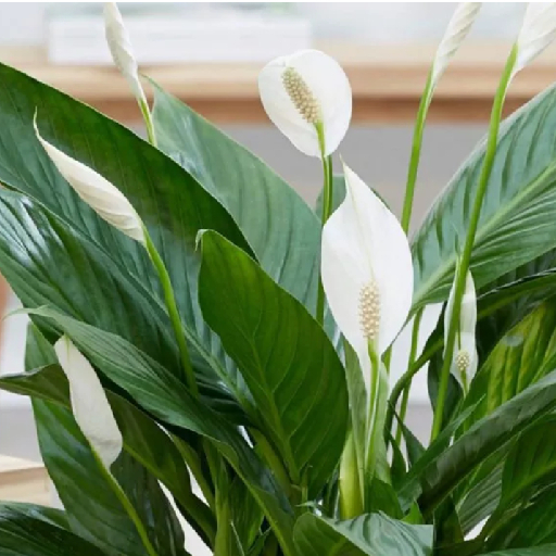 Зачем стоит выращивать Спатифиллум: польза и эстетика в одном растении