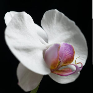 Орхидеи на цвету: секреты изобильного цветения