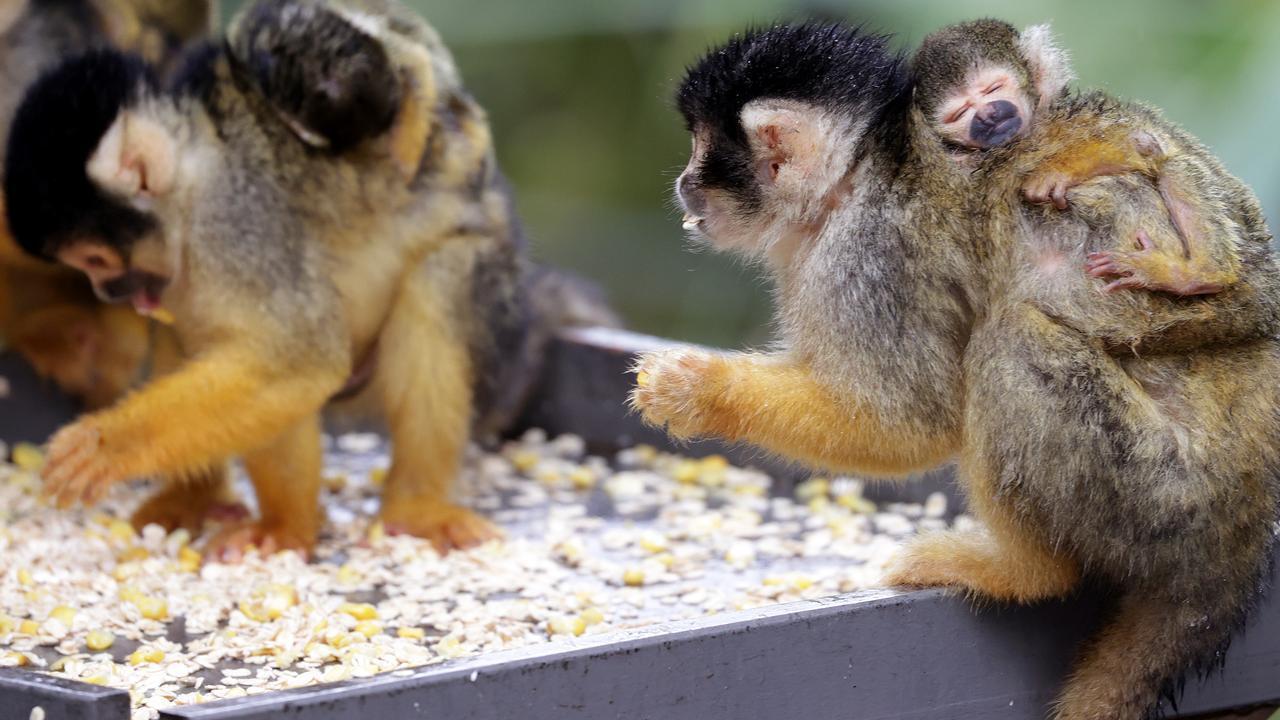 В сиднейском зоопарке Таронга родились шесть милых беличьих обезьян.