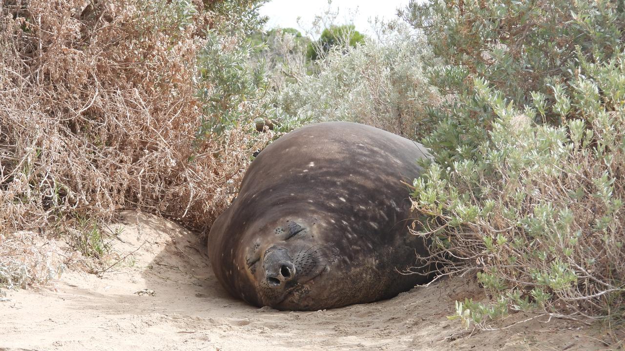 Южный морской слон Генри посещает викторианские приморские города