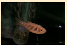 Данио рерио — полосатые жители аквариума школьника