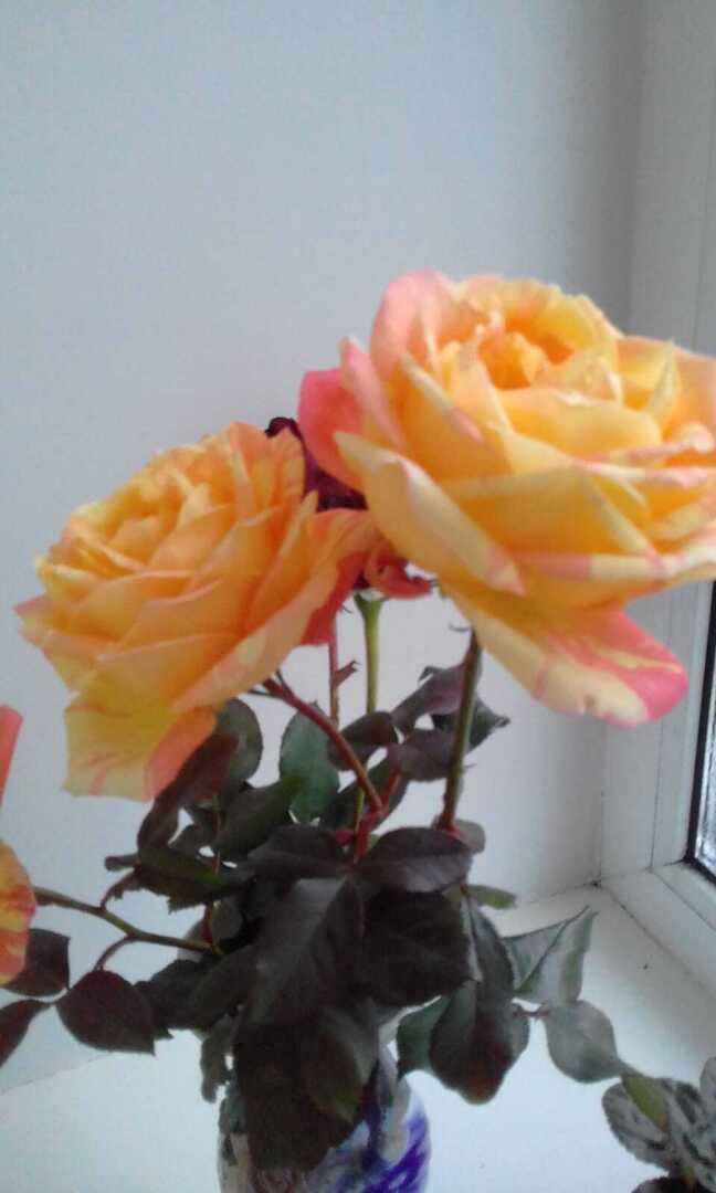 Желтые краски весны, лета и осени. Смотрим и наслаждаемся.