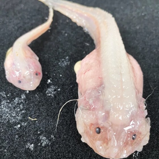 У берегов Японии ученые поймали на камеру самую глубокую в мире рыбу.