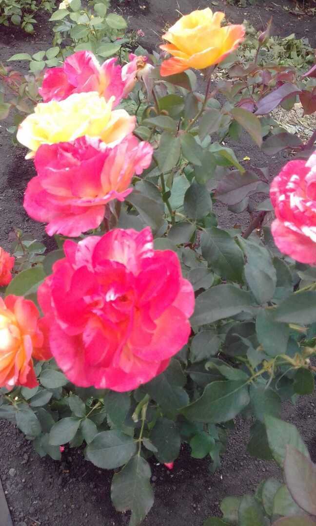 Про мой любимый колючий и красивый апельсин: история о моих апельсинах на даче