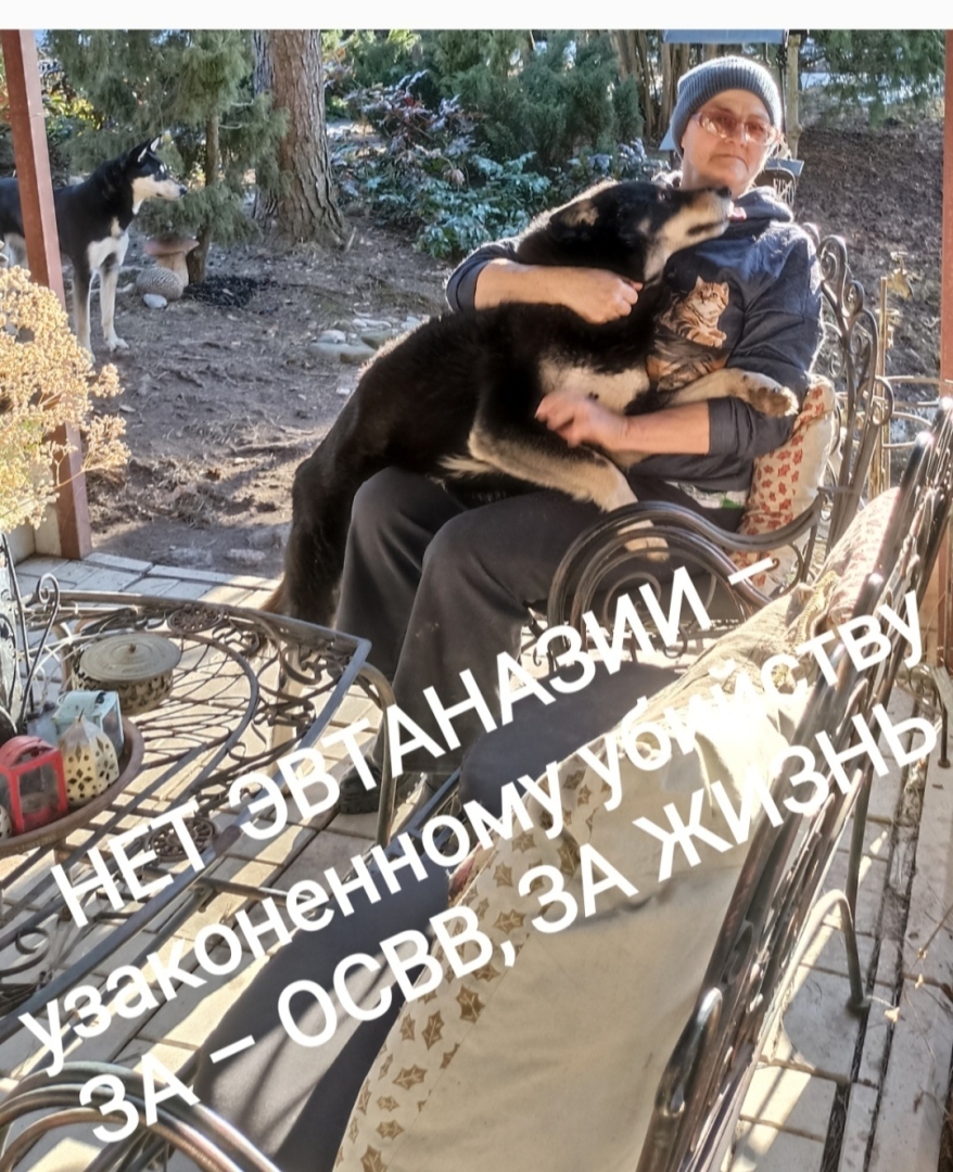 К слову об астраханских собаках-убийцах Строго 18+