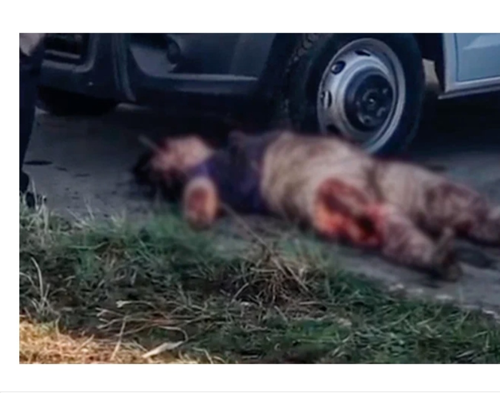 К слову об астраханских собаках-убийцах Строго 18+