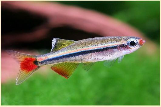 Кардиналы — миниатюрные и миролюбивые