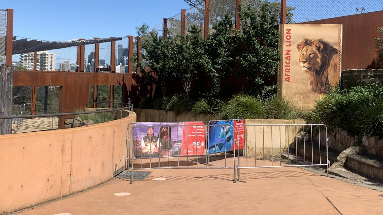 Lyrebird учится аварийной тревоге после того, как непроницаемый для львов забор Таронги вышел из строя