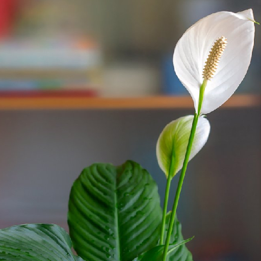 Зачем стоит выращивать Спатифиллум: польза и эстетика в одном растении