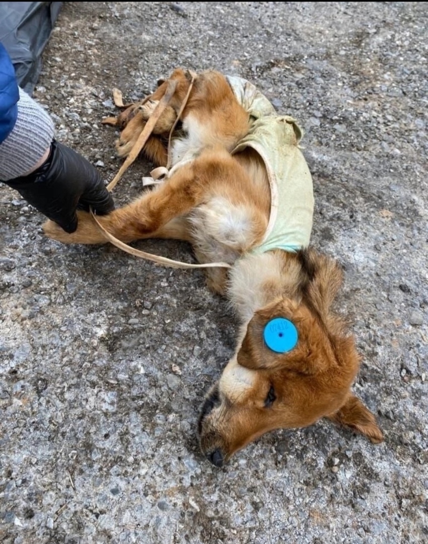 К слову об астраханских собаках-убийцах Строго 18+