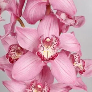 Эфирные масла орхидеи против старения