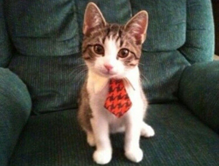 История о том,как маленький котёнок учился вязать