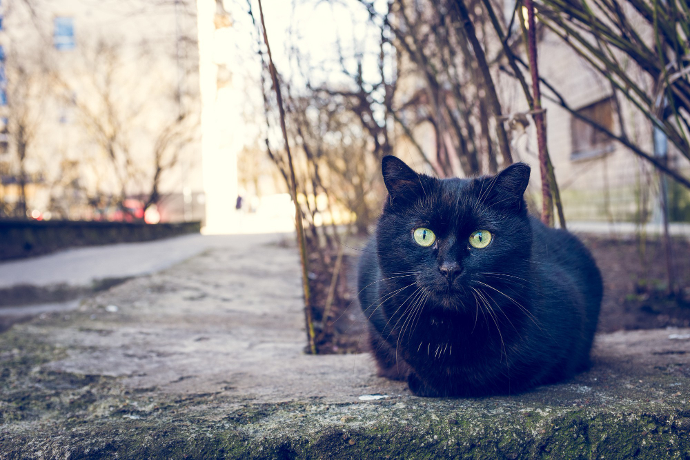 Популярные народные приметы