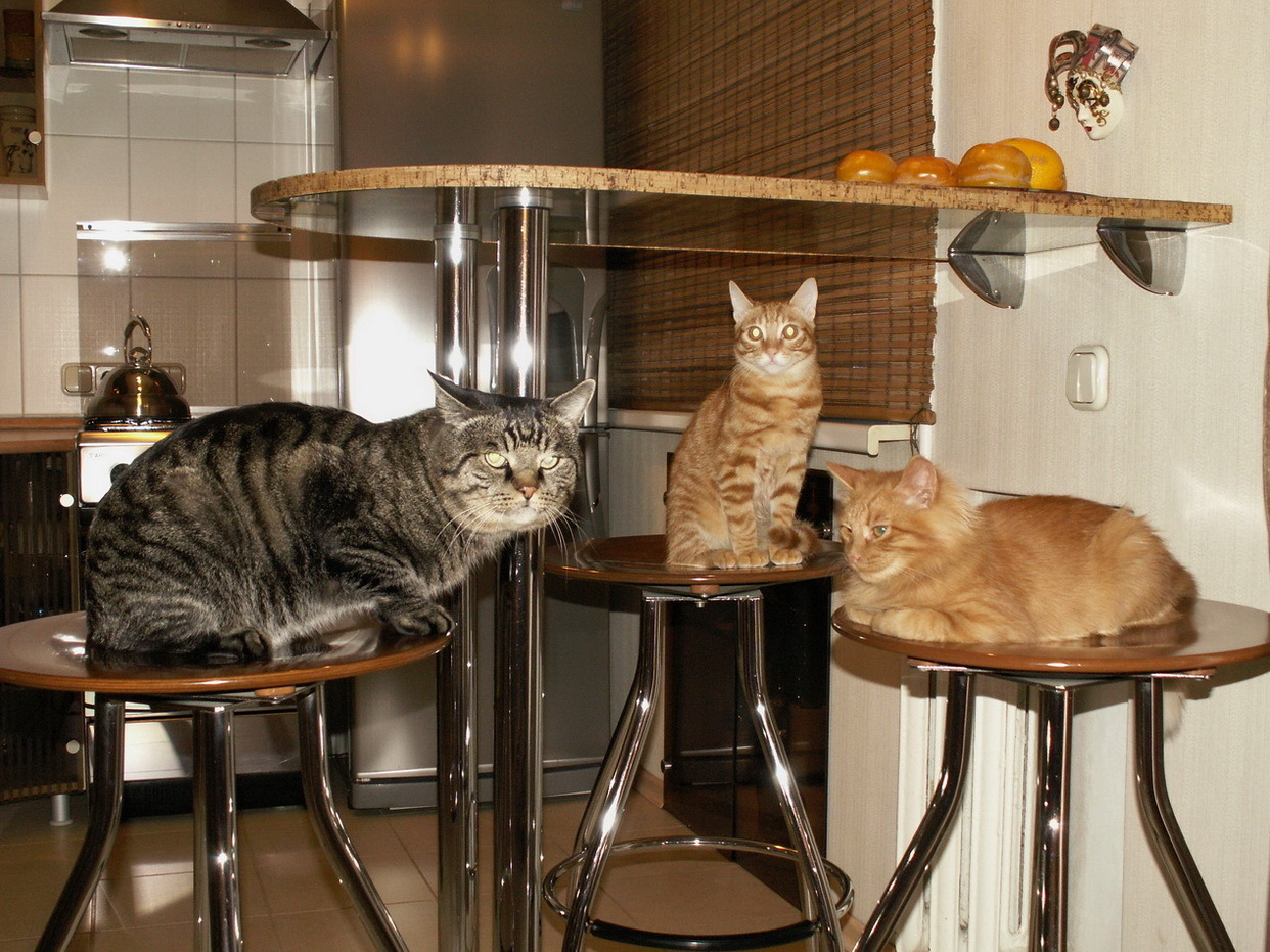 Как овладеть искусством светской беседы и получать от неё больше удовольствия