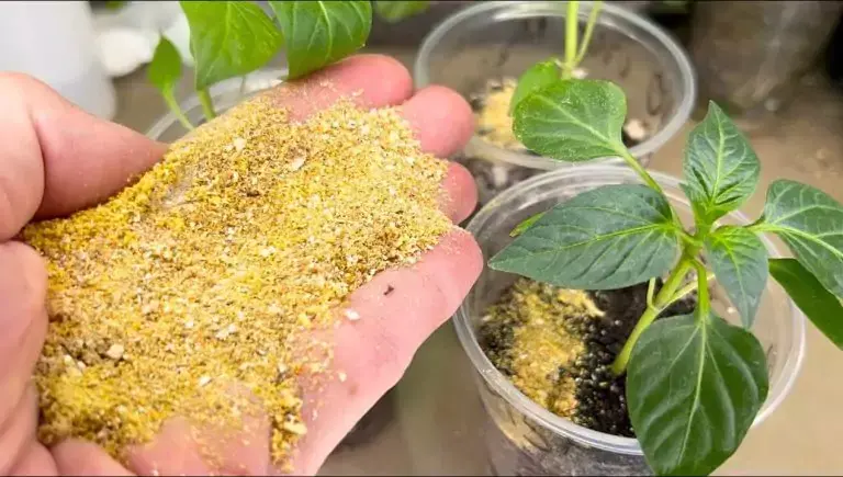 Бабушка всегда добавляет их в почву, и у нее вырастает крепкая и здоровая рассада.