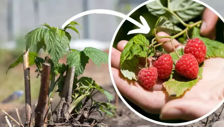 Вместо того чтобы сыпать компост, полейте его водой и полейте малину. В ней есть необходимые ингредиенты для роста