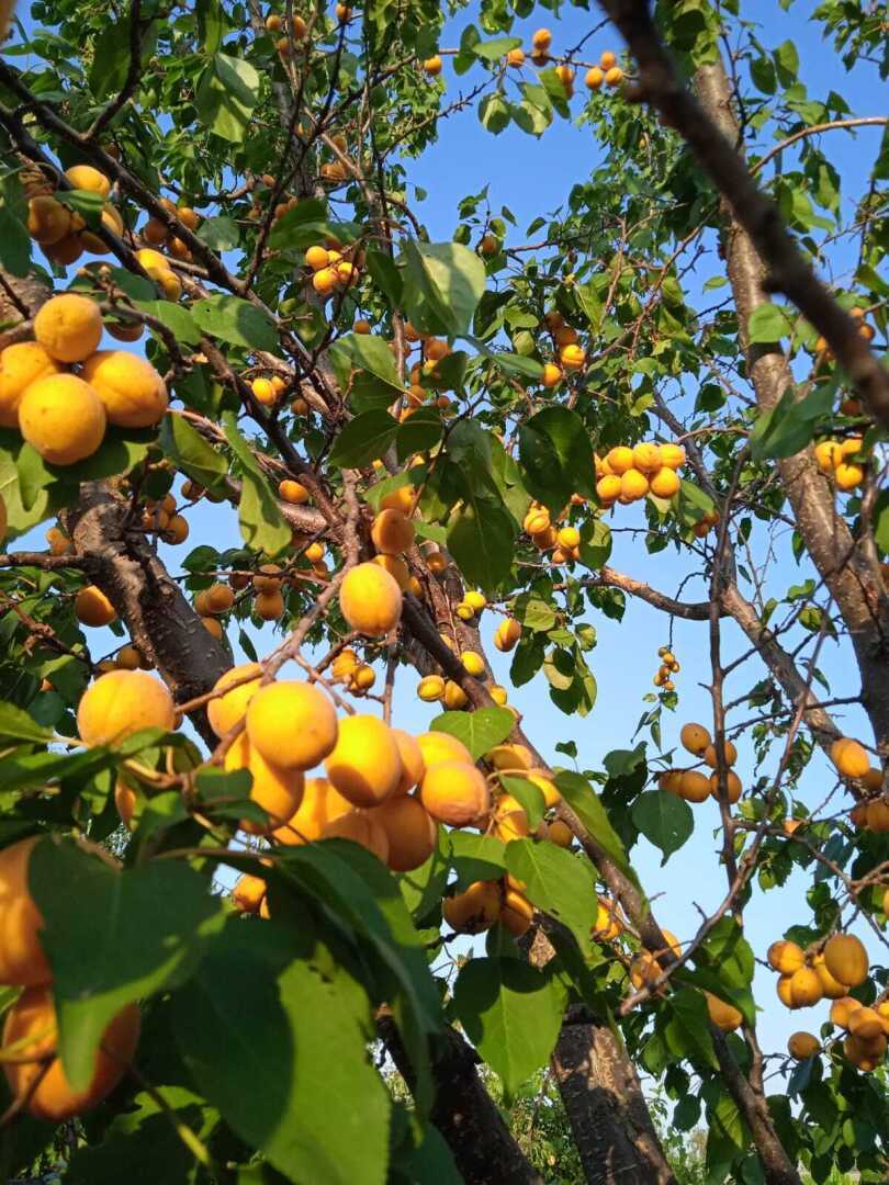 Желтые краски весны, лета и осени. Смотрим и наслаждаемся.