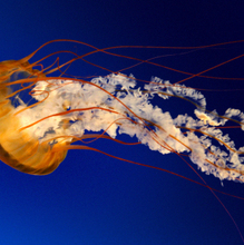 Кашигина Виктория Алексеевна, г. Тюмень