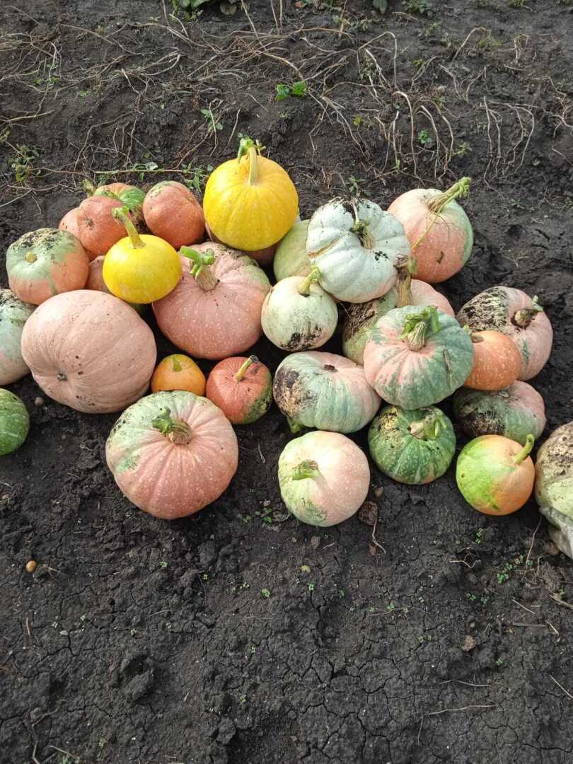 Желтые краски весны, лета и осени. Смотрим и наслаждаемся.