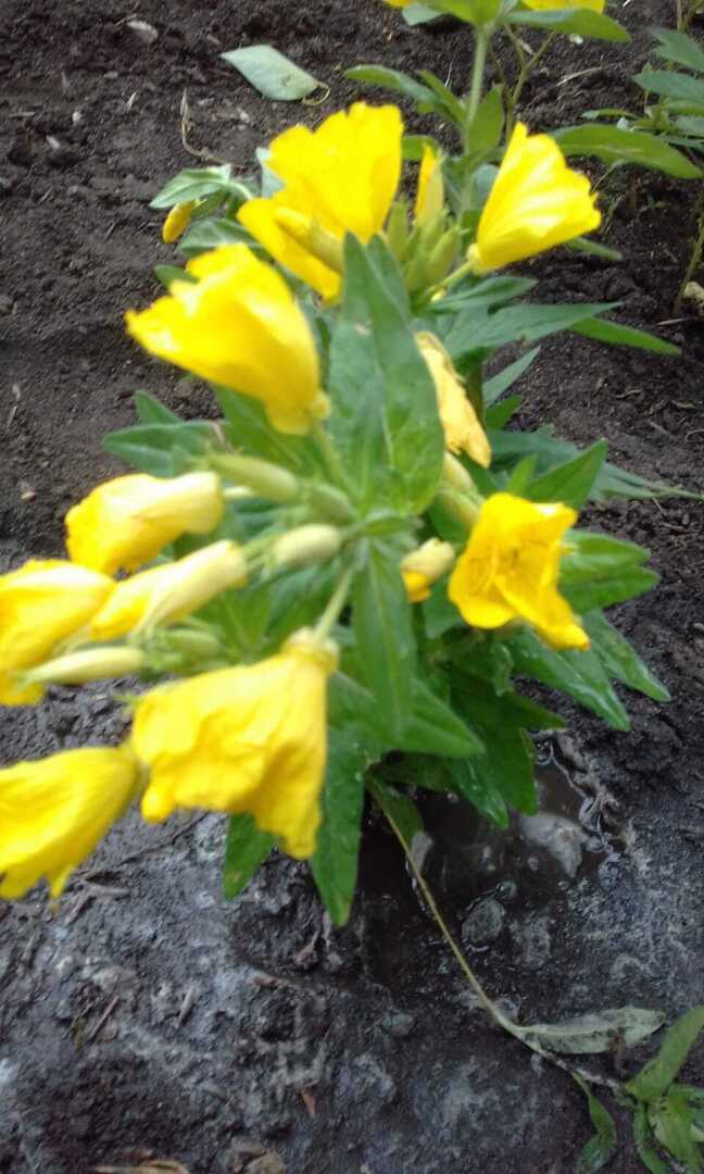 Желтые краски весны, лета и осени. Смотрим и наслаждаемся.