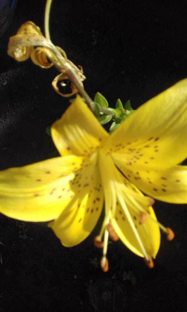 Желтые краски весны, лета и осени. Смотрим и наслаждаемся.