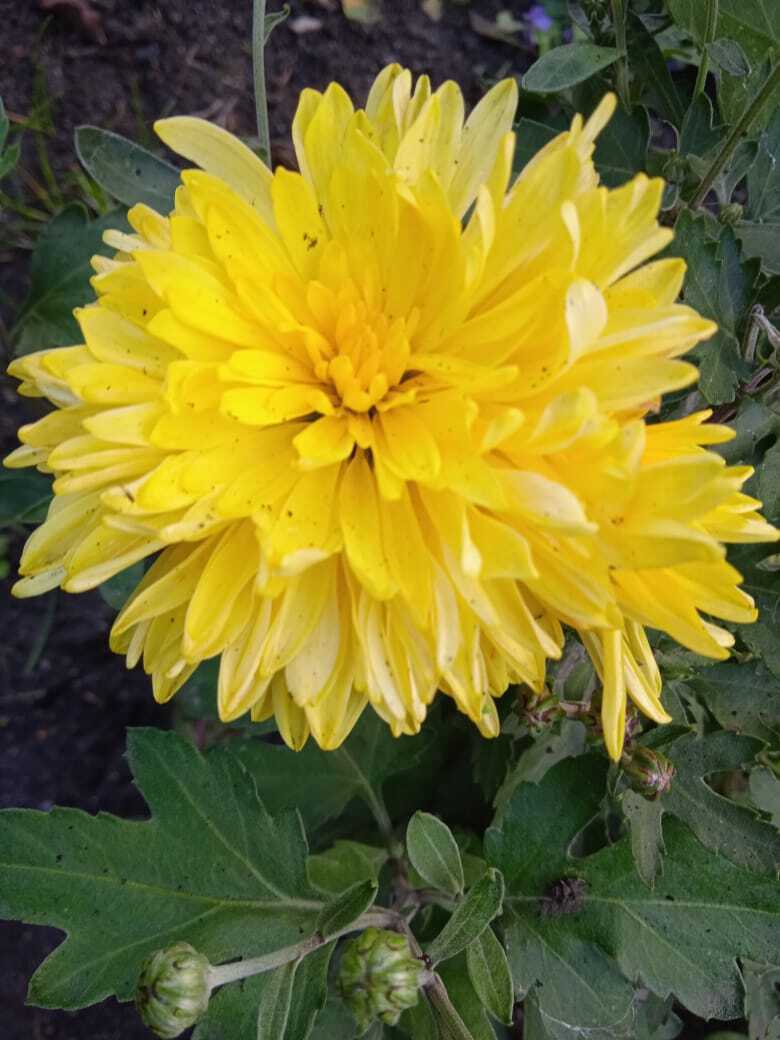 Желтые краски весны, лета и осени. Смотрим и наслаждаемся.