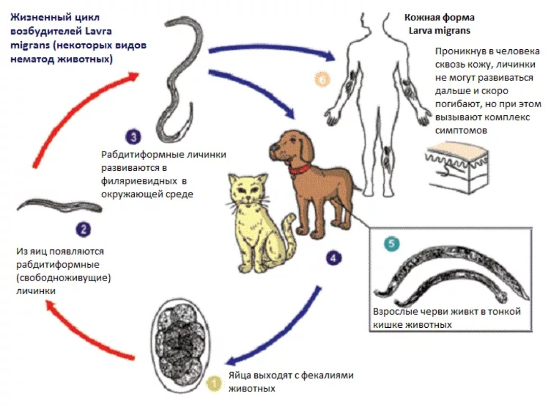 Глисты у собаки. Жизненный цикл гельминтов схема. Жизненный цикл круглых червей Острица. Цикл развития аскариды животных. Larva Migrans жизненный цикл.
