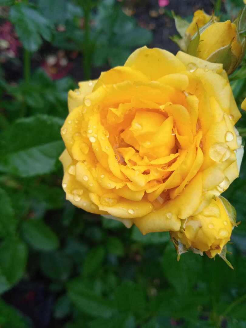 Желтые краски весны, лета и осени. Смотрим и наслаждаемся.