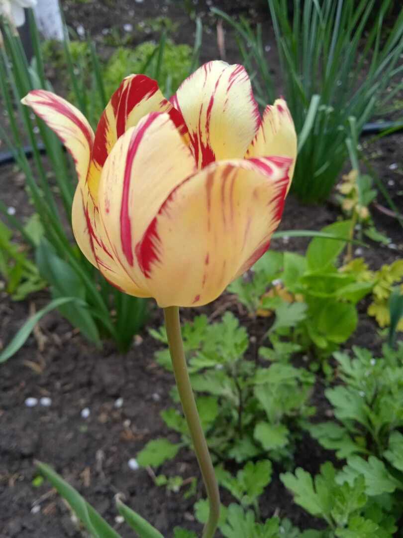 Желтые краски весны, лета и осени. Смотрим и наслаждаемся.