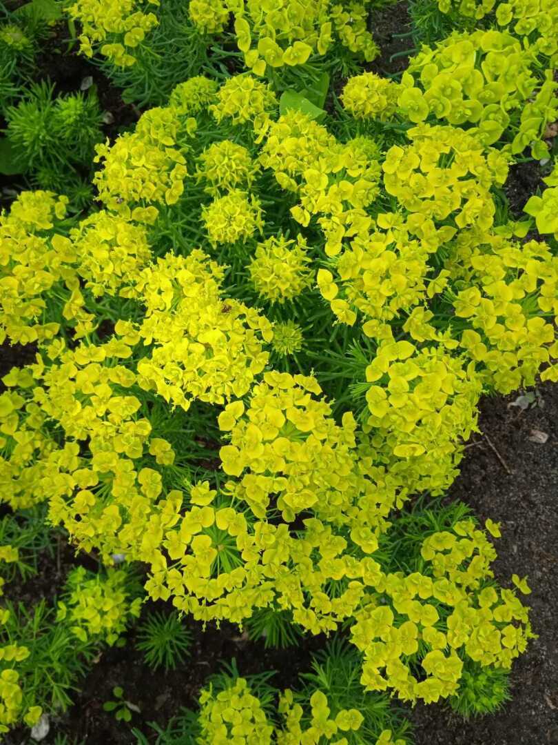 Желтые краски весны, лета и осени. Смотрим и наслаждаемся.