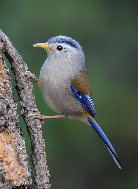 Голубокрылая Минла