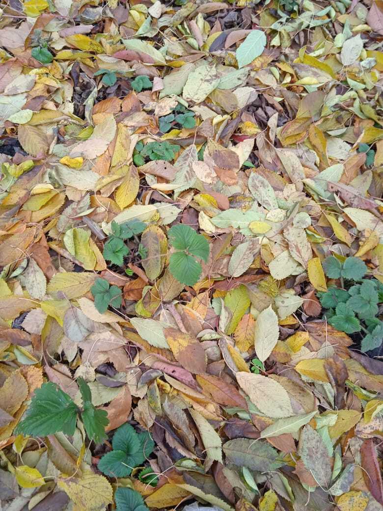 К зиме готовы! Сахарные мешки зимой на вес золота: как и во что одеть сад на зиму, чтобы летом остаться с урожаем. Делюсь своим опытом.