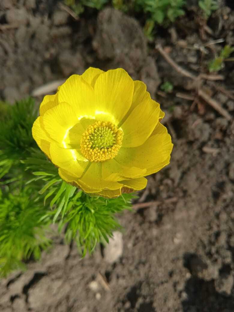 Желтые краски весны, лета и осени. Смотрим и наслаждаемся.