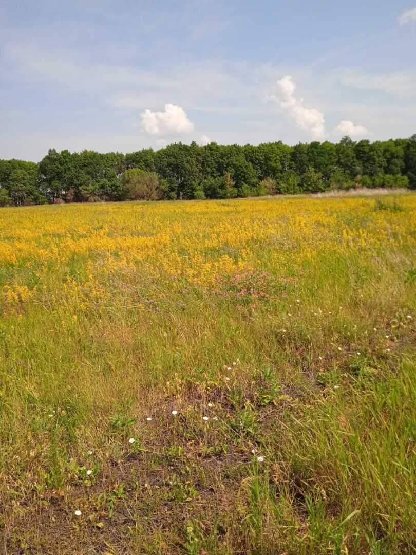 Желтые краски весны, лета и осени. Смотрим и наслаждаемся.