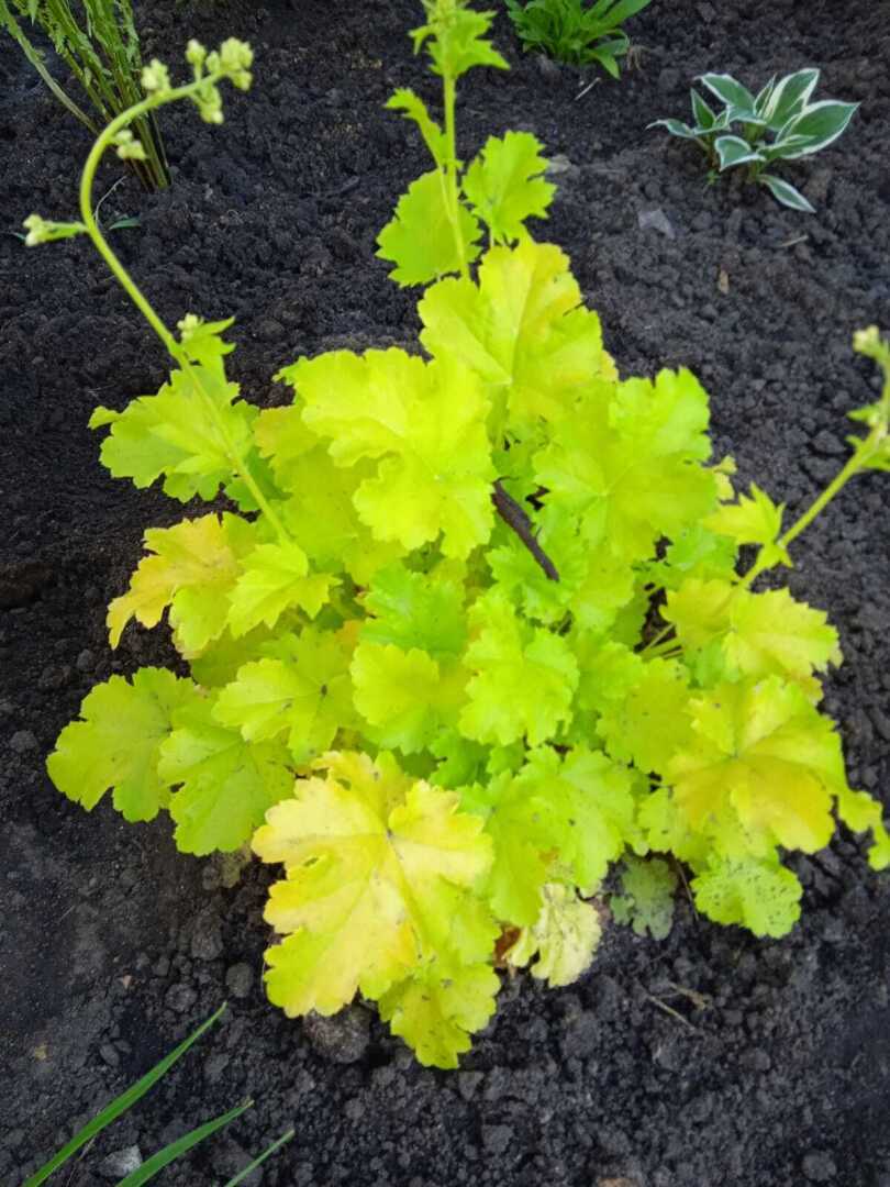 Желтые краски весны, лета и осени. Смотрим и наслаждаемся.