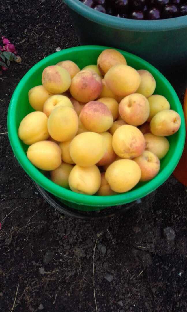 Желтые краски весны, лета и осени. Смотрим и наслаждаемся.