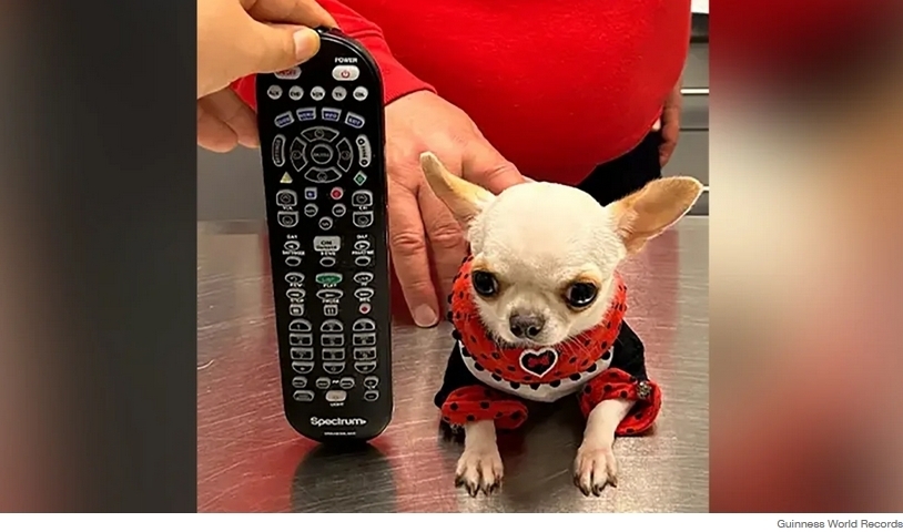 Познакомьтесь с карманной Перл, самой короткой в мире собакой