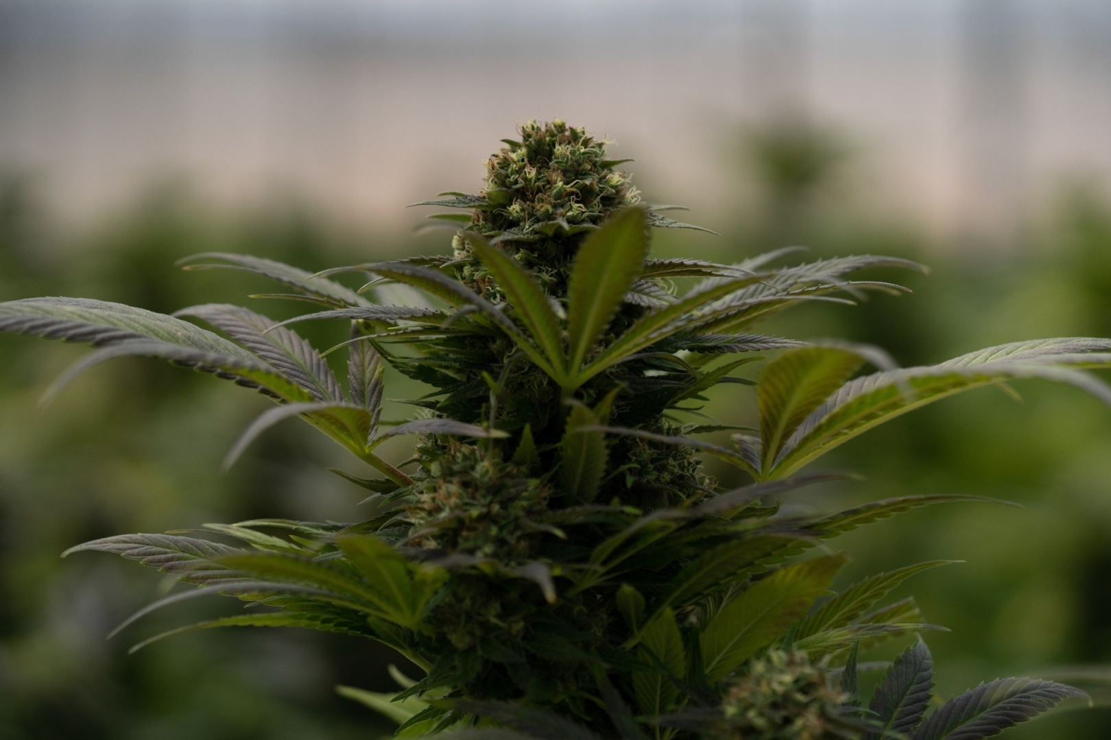 Германия продвигается к легализации марихуаны, предлагая сократить ее масштабы