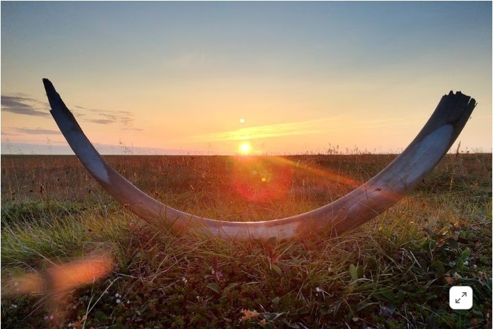 Маленькие уши, вьющиеся волосы и сухая ушная сера - генетика мамонтов