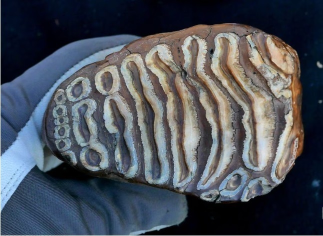 Маленькие уши, вьющиеся волосы и сухая ушная сера - генетика мамонтов