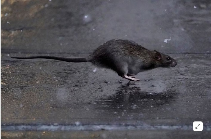 Остерегайтесь грызунов: В Нью-Йорке нанят первый "крысиный царь"