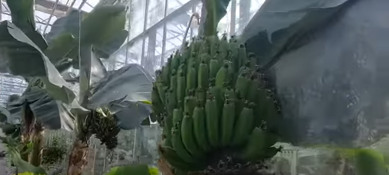 В Центральной Азии есть единственная страна, где выращивают бананы