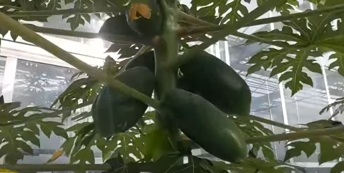 В Центральной Азии есть единственная страна, где выращивают бананы