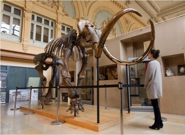 Маленькие уши, вьющиеся волосы и сухая ушная сера - генетика мамонтов