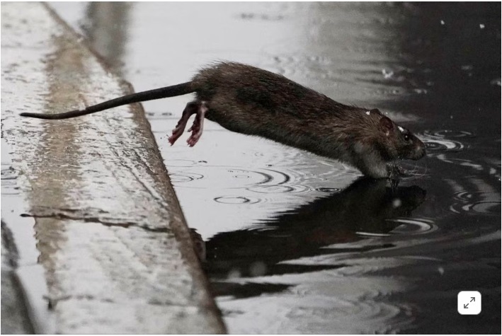 Остерегайтесь грызунов: В Нью-Йорке нанят первый "крысиный царь"