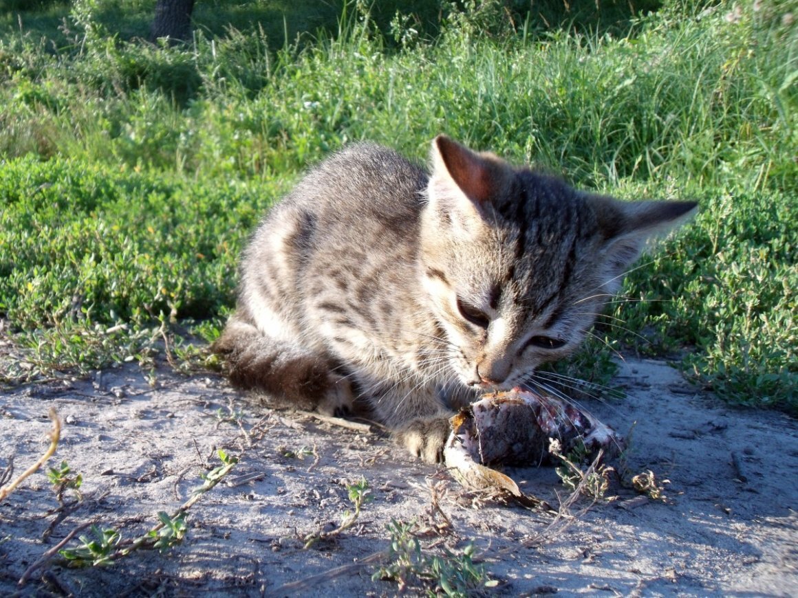 Только кошки!
