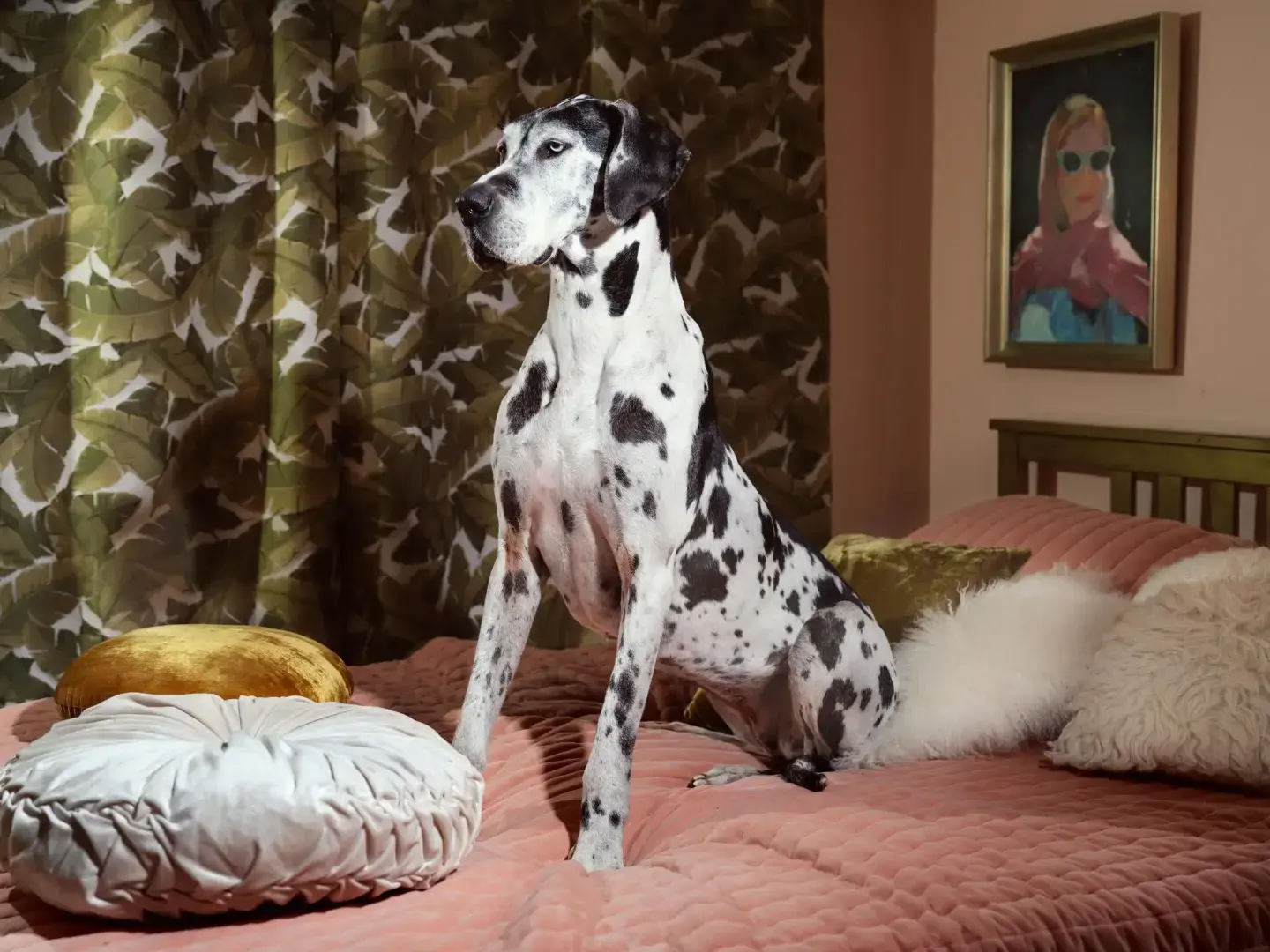 Чему я научился, работая с собакой для богатой элиты Нью-Йорка