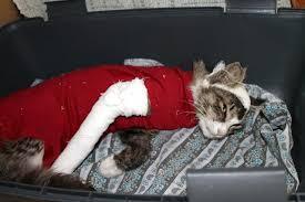 Жестокое обращение с животными