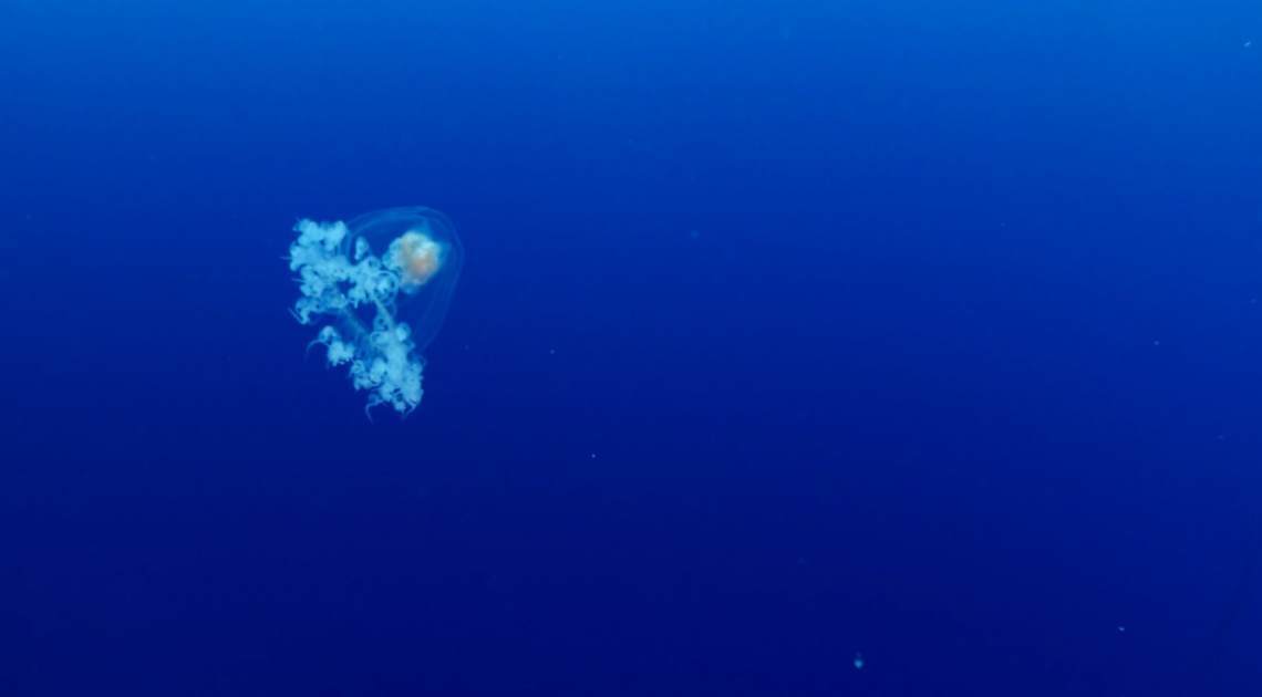 Бессмертная медуза: секрет обмана смерти?