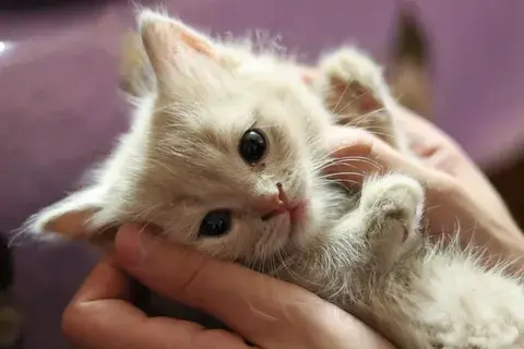 Как повлияет появление котенка в доме на жизнь владельцев?